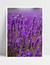 Quadro Lavanda I na internet