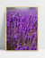 Quadro Lavanda I - Ella Quadros