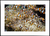 Imagem do Quadro Anemonenfische - Nemo