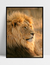 Quadro Leão Nature - comprar online
