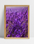 Imagem do Quadro Lavanda II