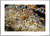 Quadro Anemonenfische - Nemo na internet