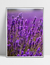 Quadro Lavanda I