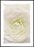 Quadro Nuance - Flor