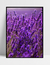 Quadro Lavanda II - comprar online