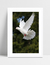 Quadro Dove - Pomba na internet