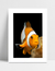 Quadro Nemo na internet