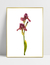 Quadro Orquídea Rosé - Ella Quadros