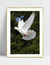 Quadro Dove - Pomba - Ella Quadros