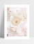 Quadro Flores Brancas - Milky