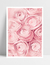 Quadro Suavidade - Peônias Rosas