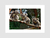 Quadro Koalas