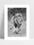 Quadro Lion Walking