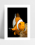 Quadro Nemo