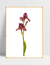 Quadro Orquídea Rosé - comprar online