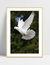 Quadro Dove - Pomba - comprar online
