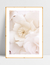 Quadro Flores Brancas - Milky - comprar online