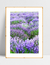 Quadro Campo de Lavanda - comprar online