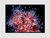Imagem do Quadro Anêmonas