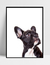 Imagem do Quadro Bulldog