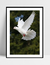 Imagem do Quadro Dove - Pomba