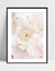 Imagem do Quadro Flores Brancas - Milky
