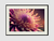 Imagem do Quadro Pink Flower
