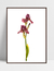 Quadro Orquídea Rosé na internet