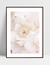 Quadro Flores Brancas - Milky na internet