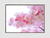 Quadro Luz de Rosas na internet