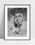 Quadro Lion Walking na internet