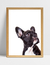 Quadro Bulldog - Ella Quadros