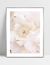 Quadro Flores Brancas - Milky - loja online