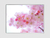Quadro Luz de Rosas - loja online