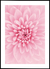 Quadro Sonho de Flor - Cris Rosa
