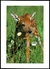 Quadro Bambi