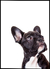 Quadro Bulldog