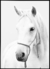 Quadro White Horse