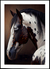 Quadro Horse - Clousep