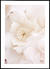 Quadro Flores Brancas - Milky