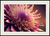 Quadro Pink Flower