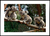 Quadro Koalas