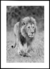 Quadro Lion Walking