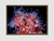 Quadro Anêmonas - loja online