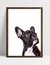 Quadro Bulldog - loja online