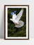 Quadro Dove - Pomba - loja online