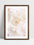 Quadro Flores Brancas - Milky - loja online