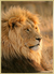 Composição Lion na internet