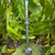 Bomba Para Chimarrão Inox 304 24cm Bojo com Rosca