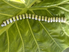 Antigua pulsera Belgiorno plata 900